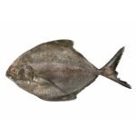 Black-Pomfret-s.jpg