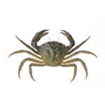 Crab muddy