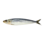 Sardine (Mathi)